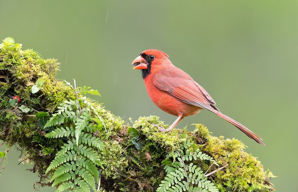 Красный кардинал (самец) - Northern Cardinal male