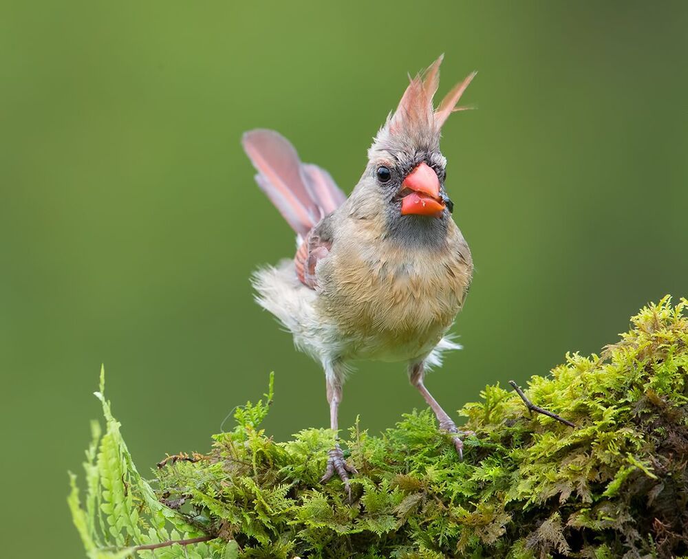 Cамка. Красный кардинал -Northern Cardinal Female