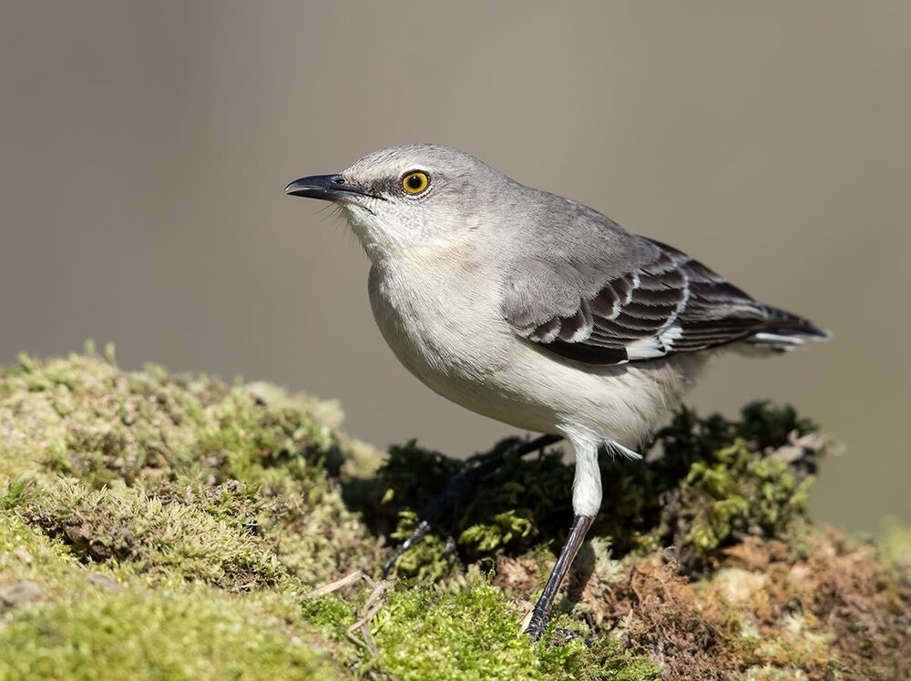 Многоголосый пересмешник - Northern Mockingbird