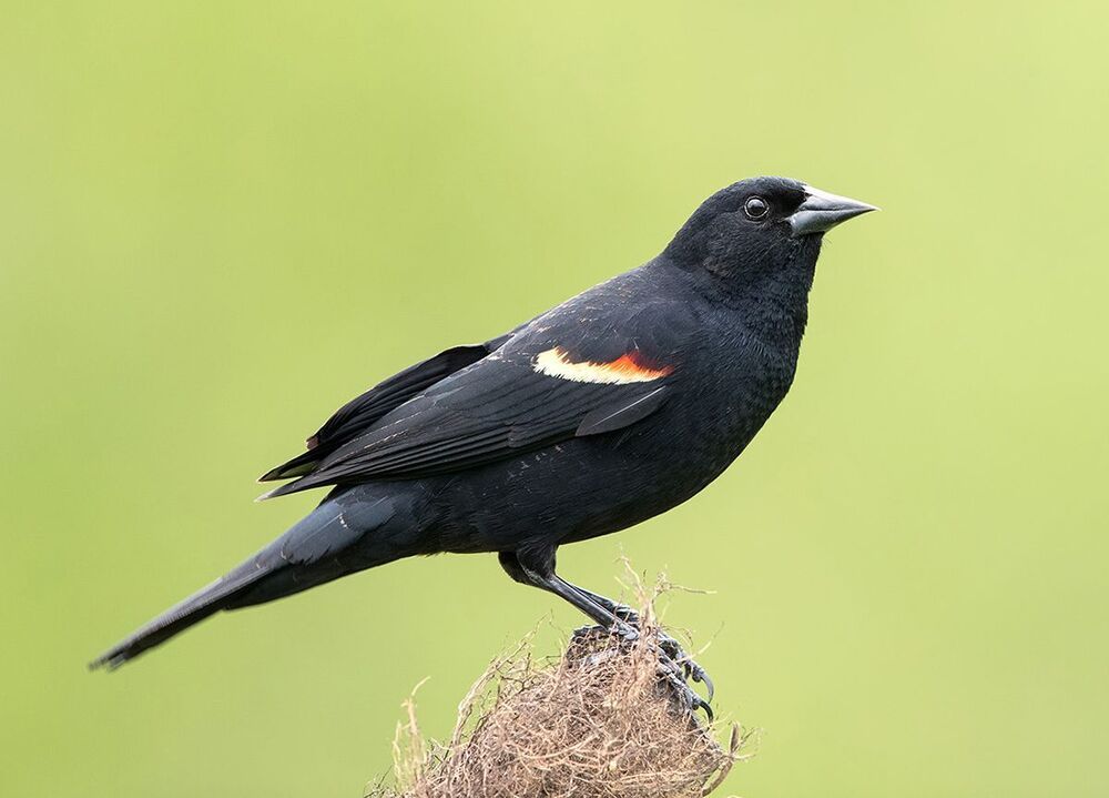 Красноплечий чёрный трупиал - Red-winged Blackbird