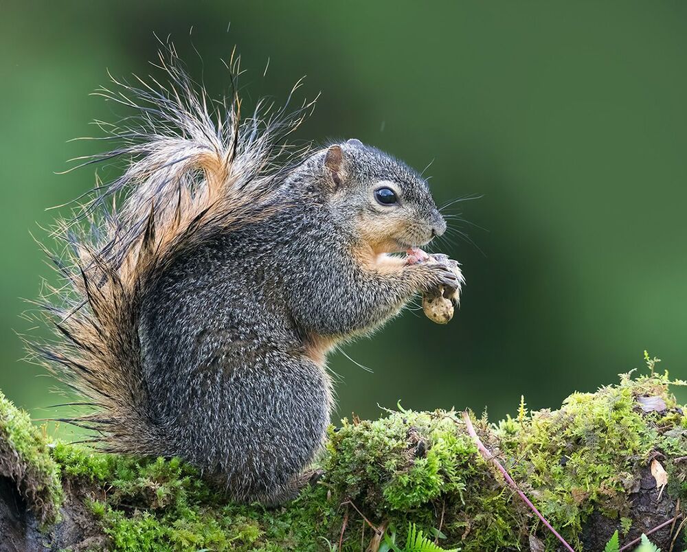 Лисья белка - Fox Squirrel