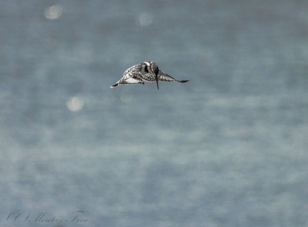 Pied Kingfisher