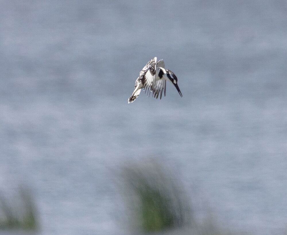 Pied Kingfisher