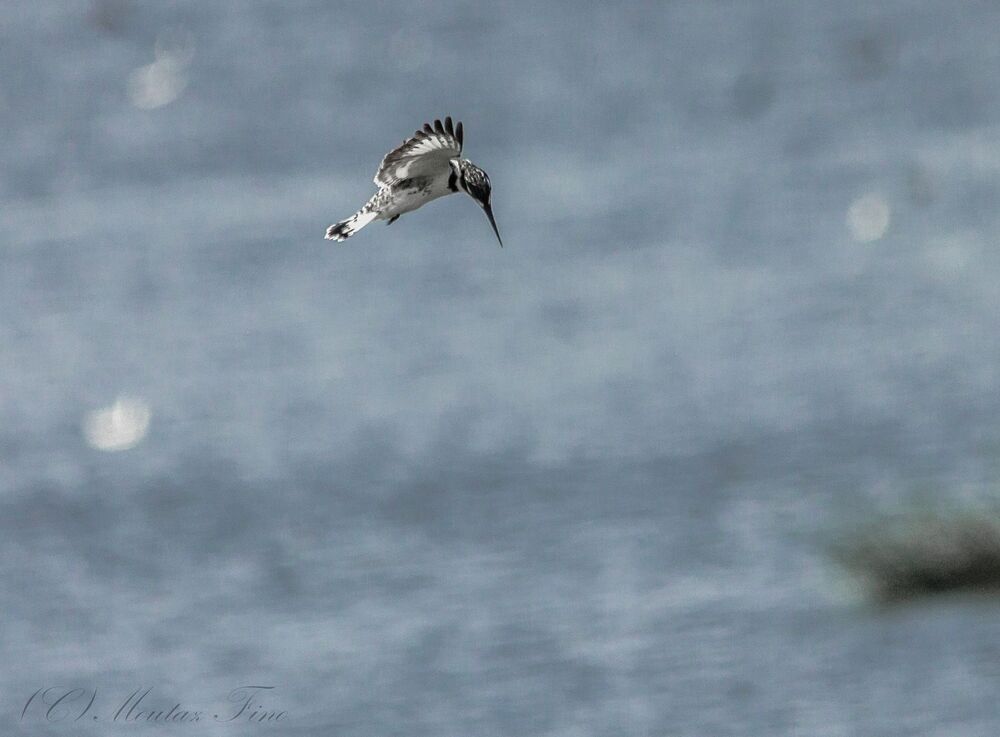 Pied Kingfisher