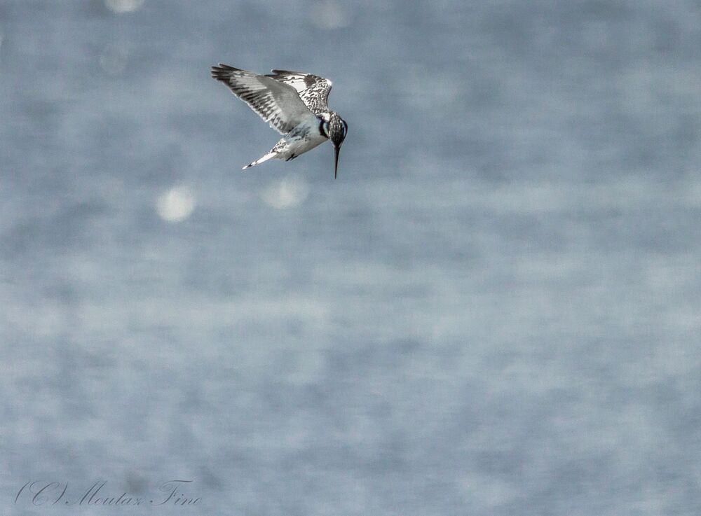 Pied Kingfisher