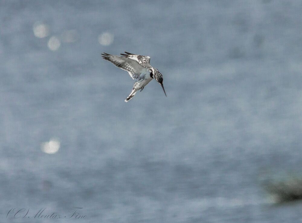 Pied Kingfisher