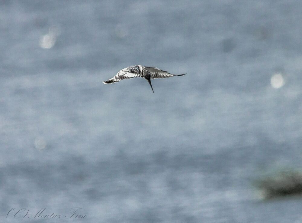 Pied Kingfisher
