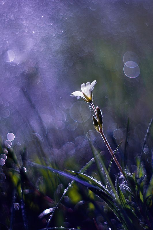 Photo 109002