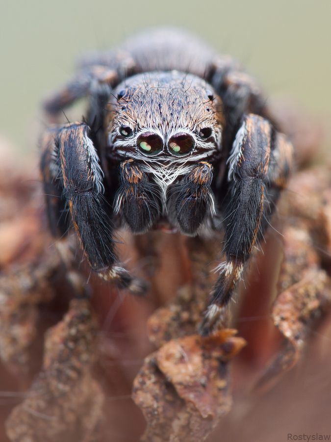 Пауки-скакуны (лат. Salticidae) &mdash; семейство из подотряда аранеоморфных пауков, в которое входит более 550 родов и 5000 видов, это примерно 13 % всех видов пауков. У пауков-скакунчиков хорошее зрение, они им пользуются на охоте и навигации. Пауки пользуются лёгкими и трахейной системой, у них бимодальная дыхательная система.