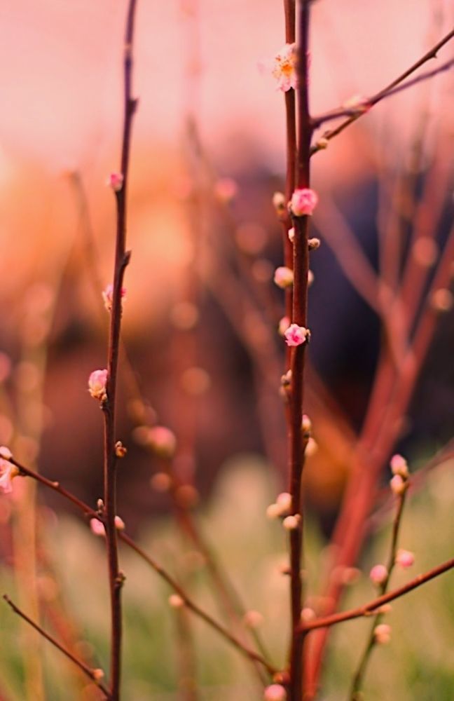 Sakura 桜