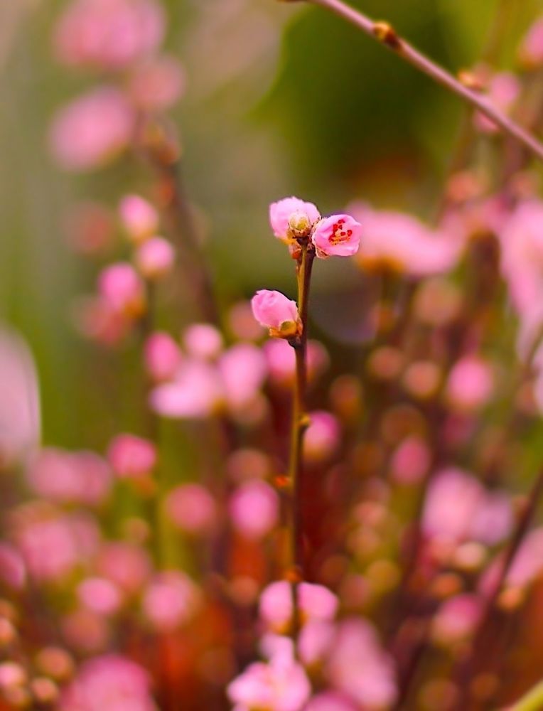 Sakura 桜