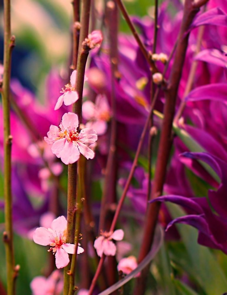 Sakura 桜