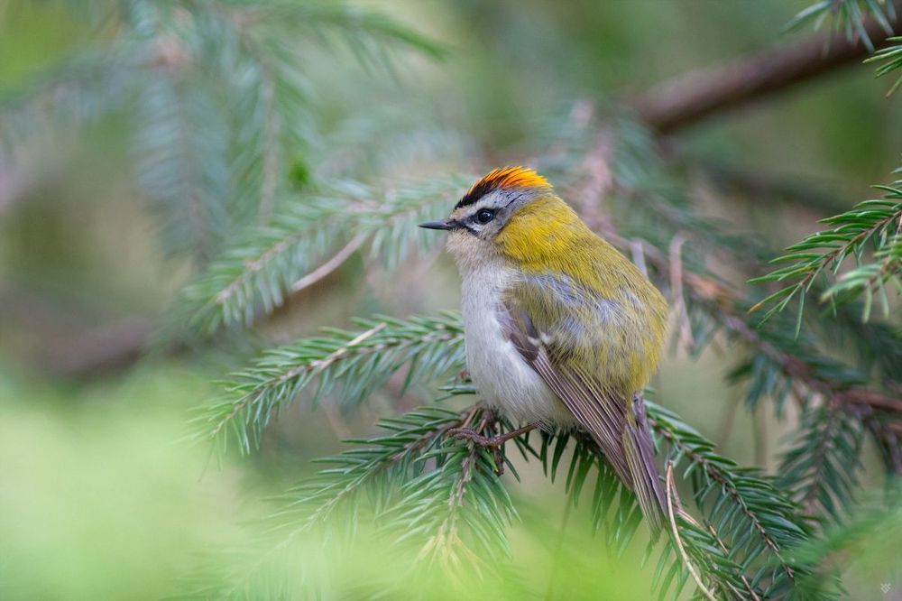 Firecrest