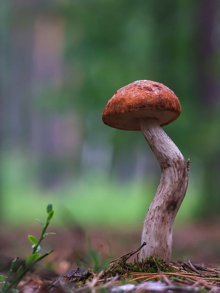 Лесные жители