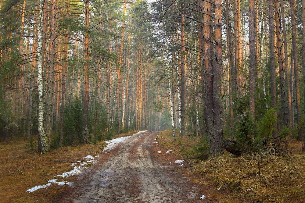 Чем дальше в лес, тем больше снега