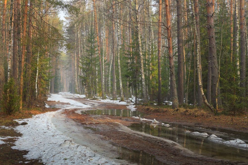 Чем дальше в лес, тем больше снега
