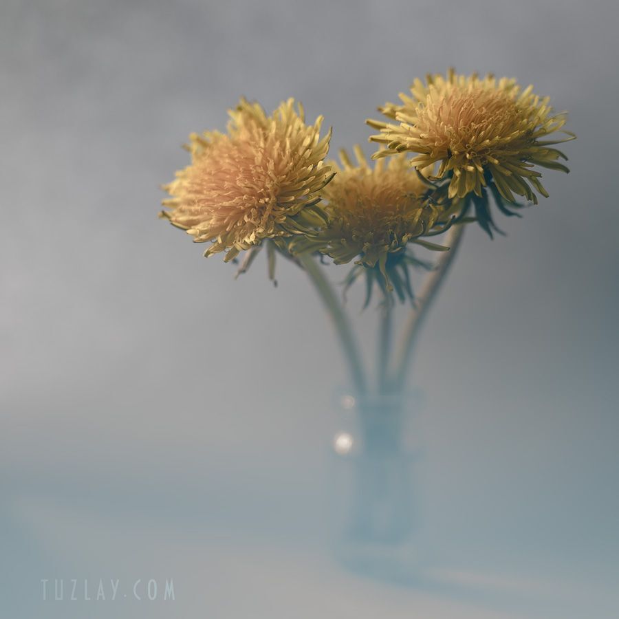 Photo 1093332