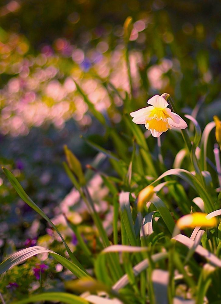 Daffodils