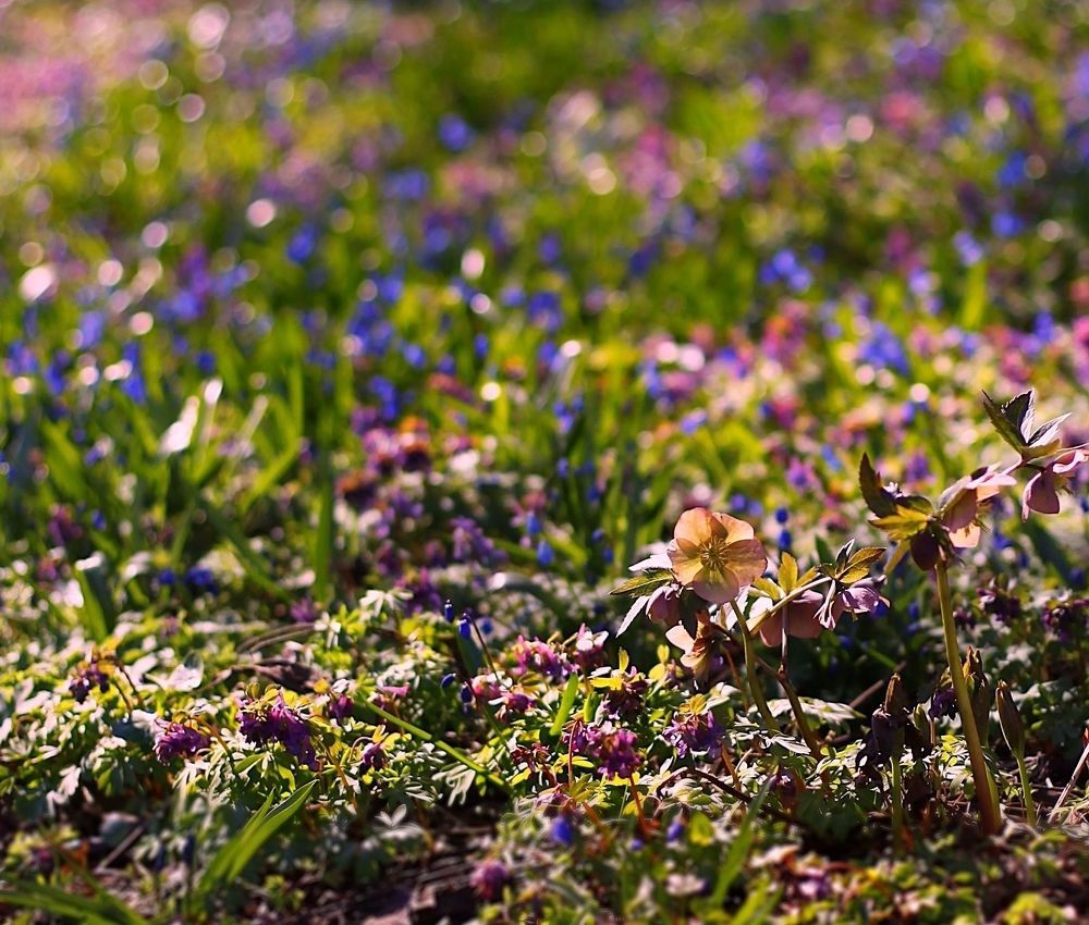 Spring Primroses