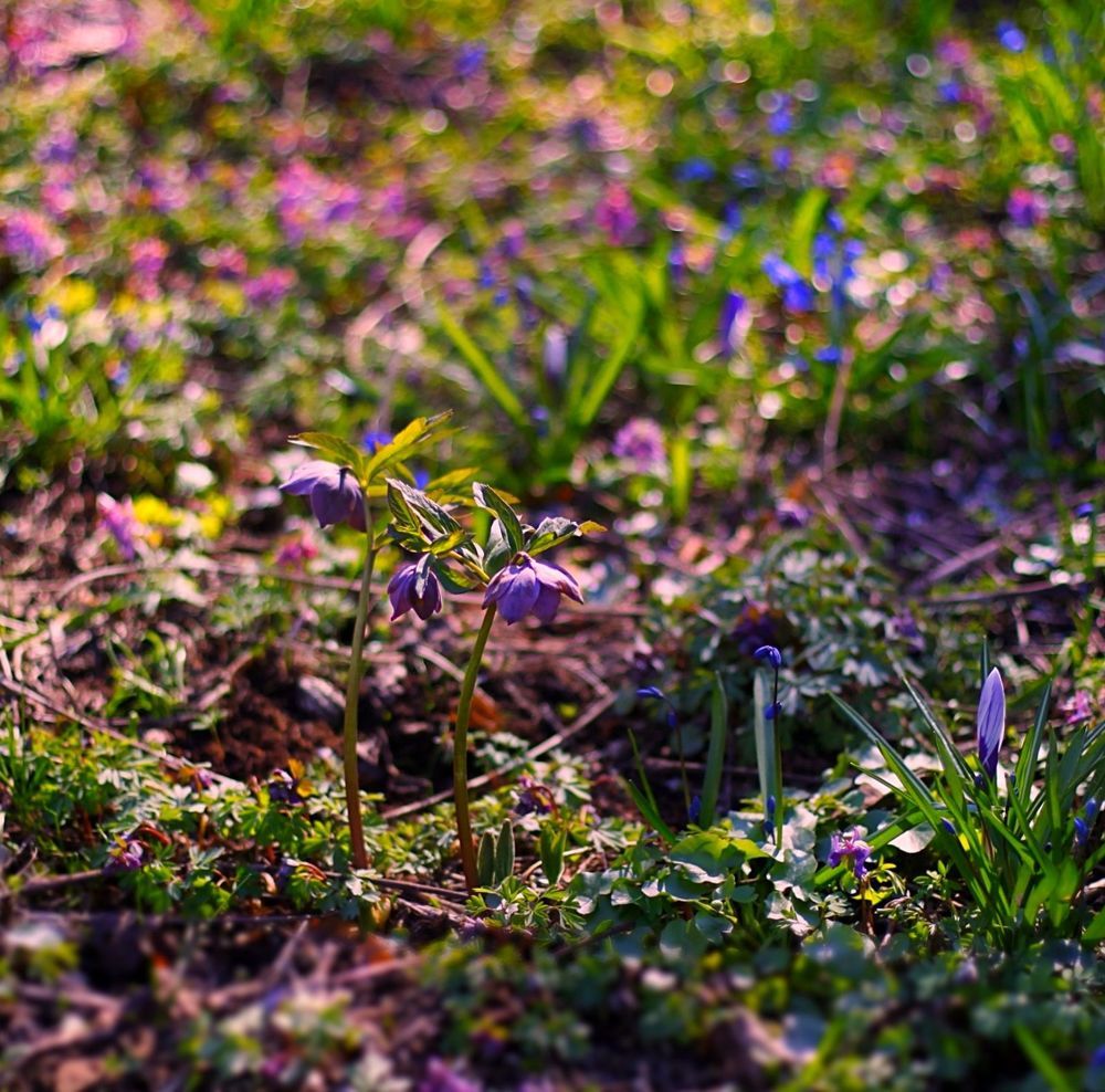 Spring Primroses