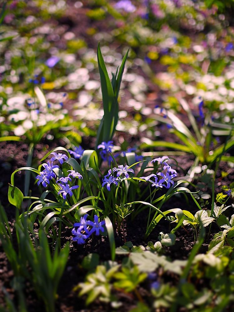 Spring Primroses