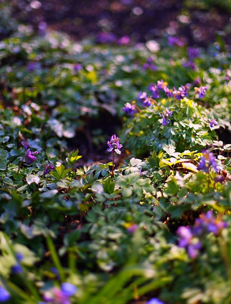 Spring Primroses