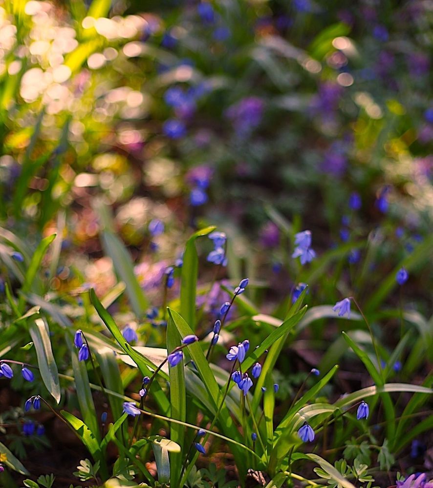 Spring Primroses