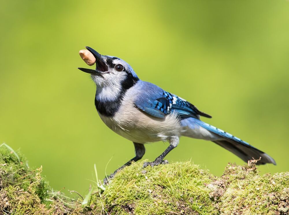 Голубая сойка - Blue Jay