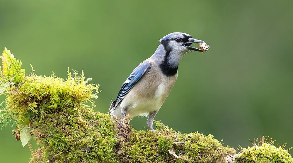 Голубая сойка - Blue Jay