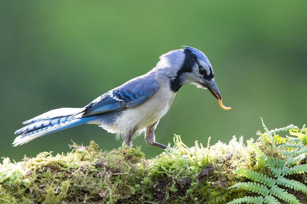 Голубая сойка - Blue Jay