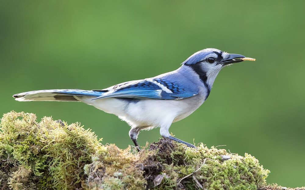Голубая сойка - Blue Jay