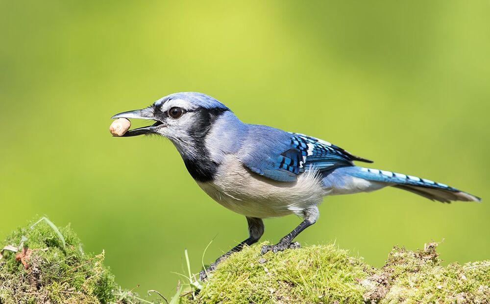 Голубая сойка - Blue Jay