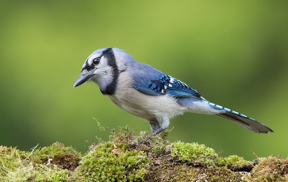 Голубая сойка - Blue Jay