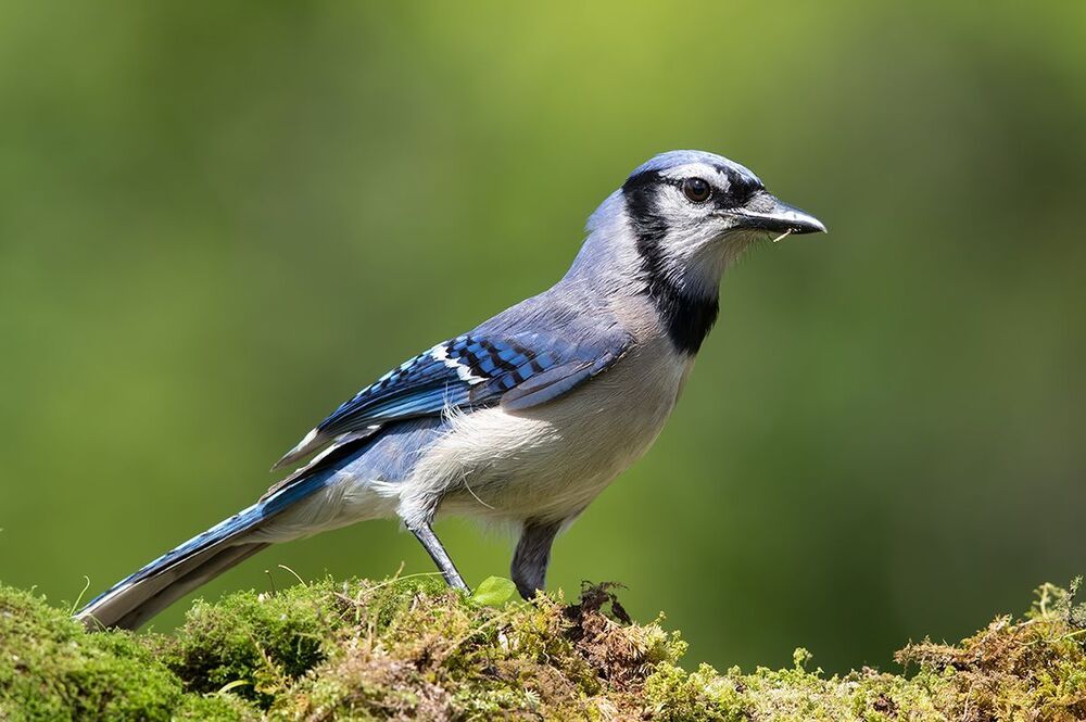 Голубая сойка - Blue Jay