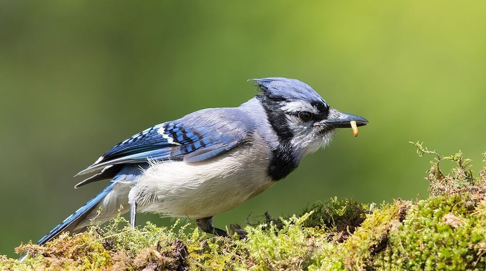 Голубая сойка - Blue Jay
