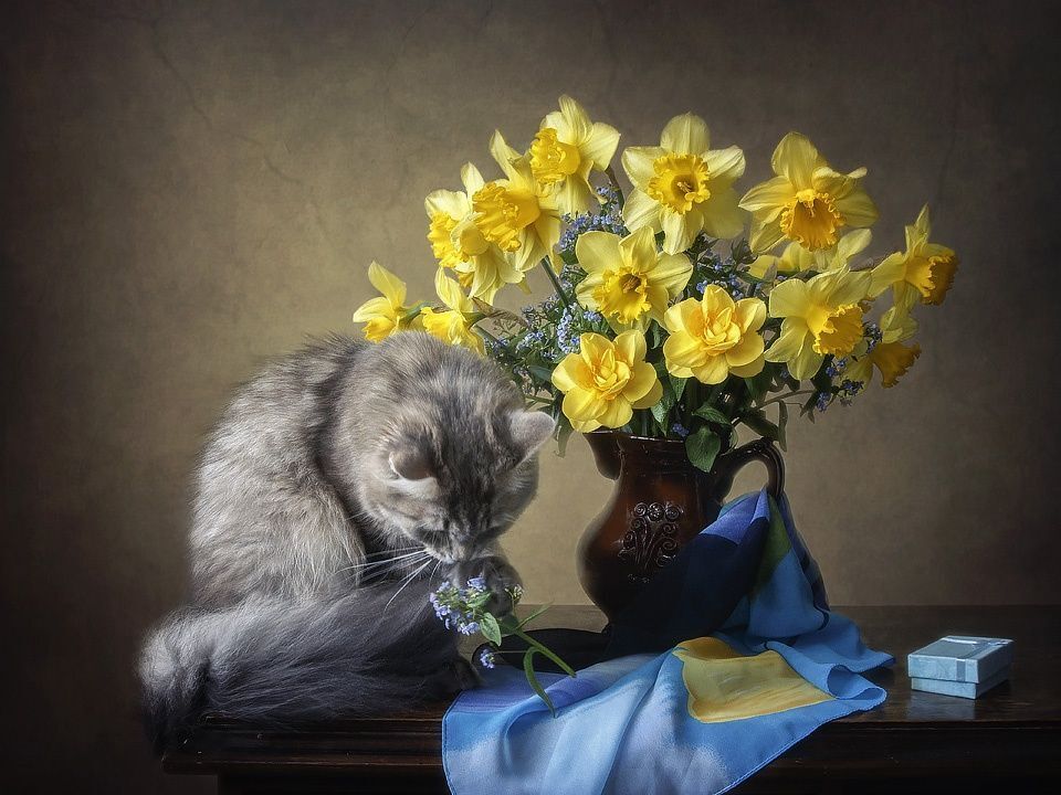 Цветомания