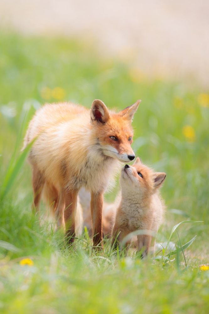 Red Fox