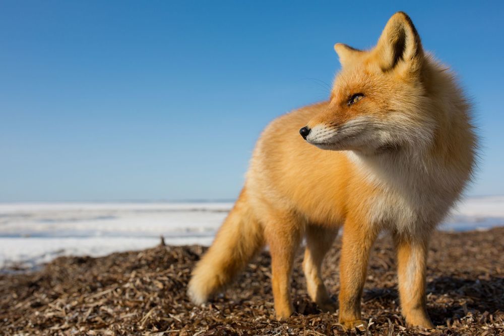 Red Fox