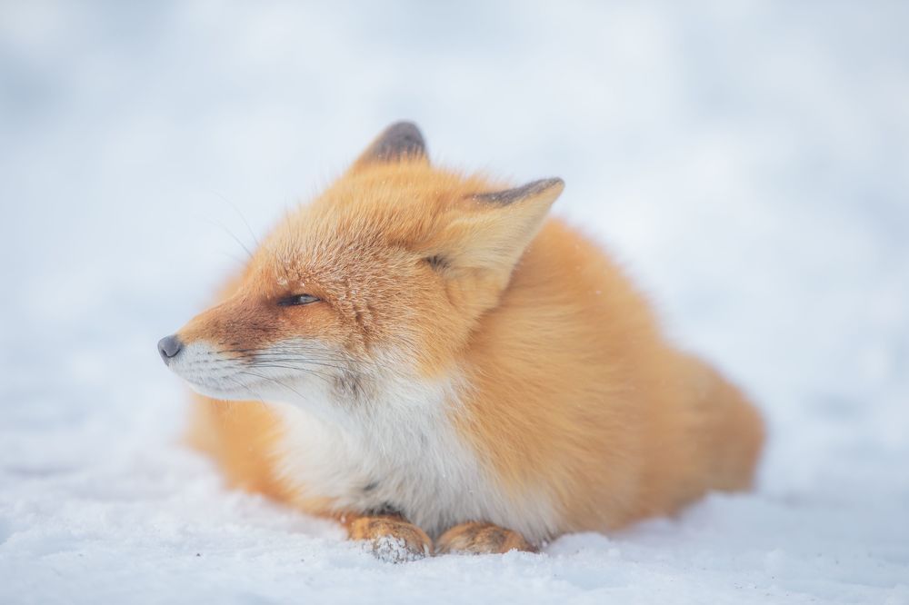 Red Fox