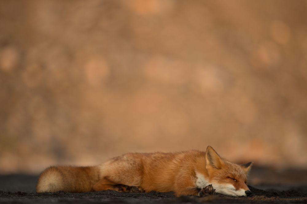 Red Fox