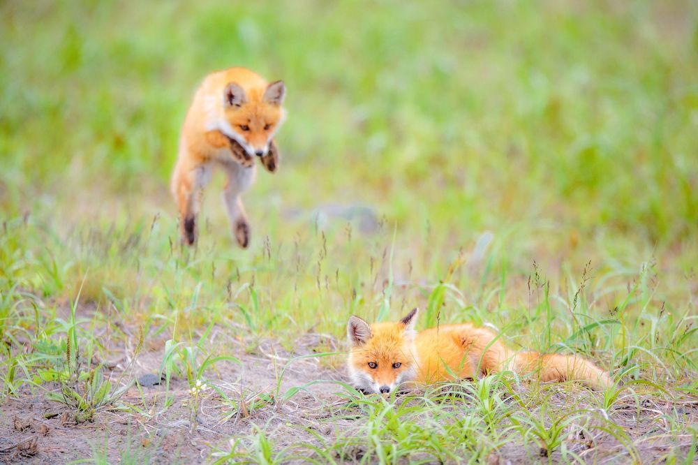Red Fox