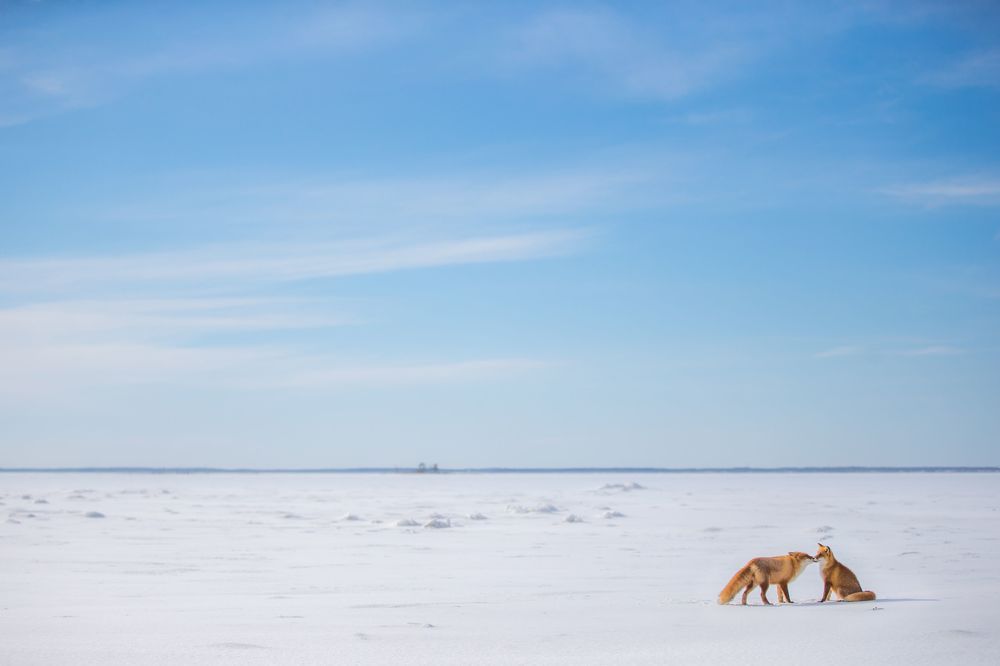 Red Fox