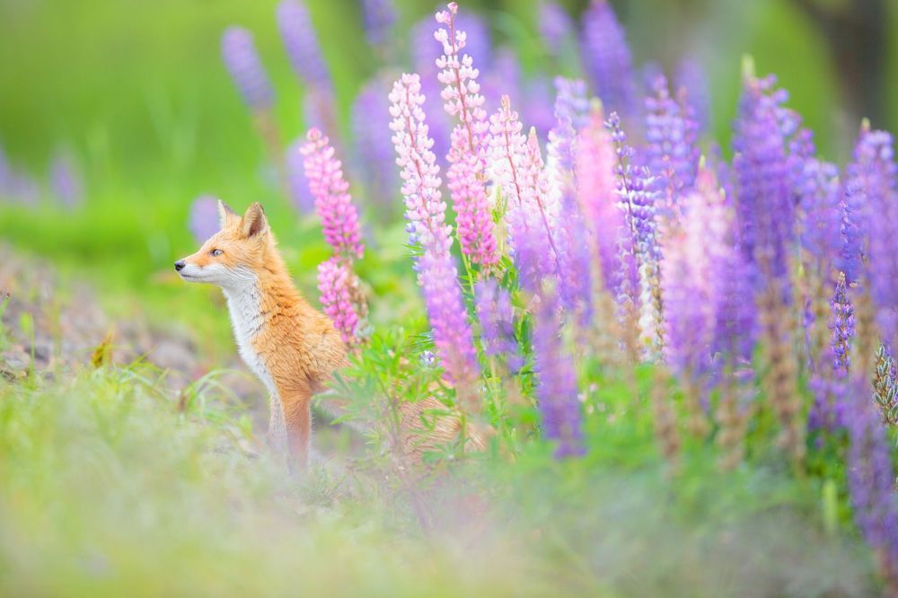 Red Fox