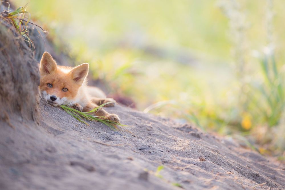 Red Fox