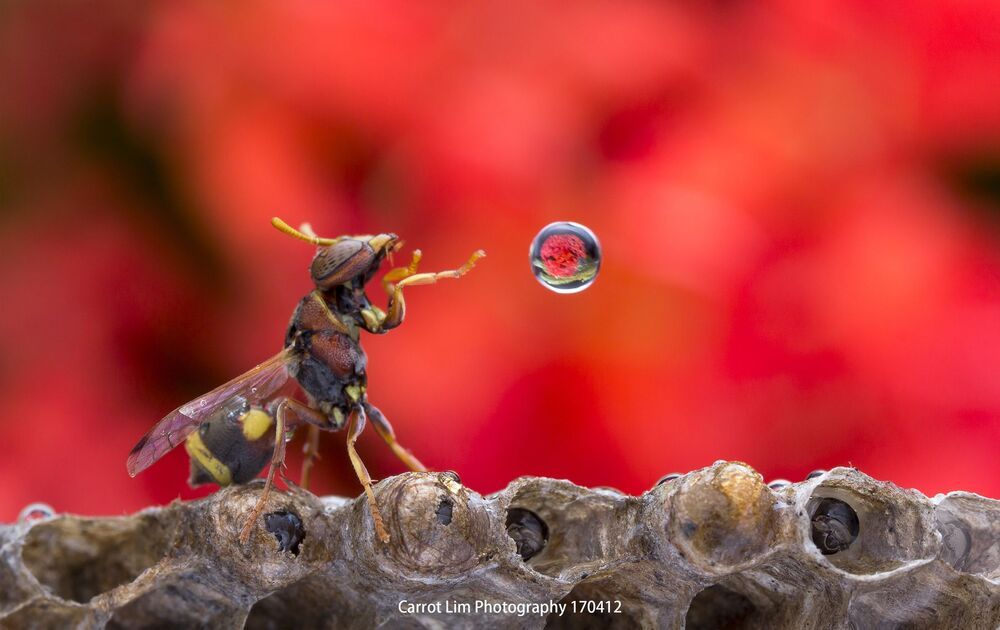 Carrot Lim Photography