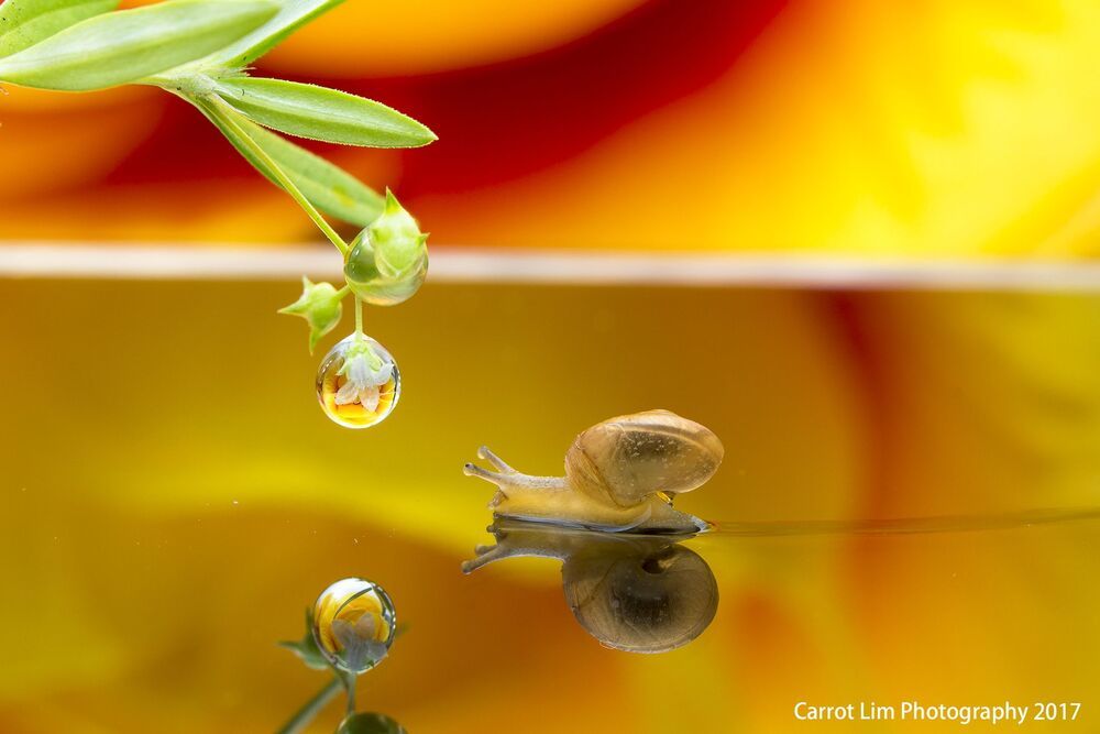 Carrot Lim Photography