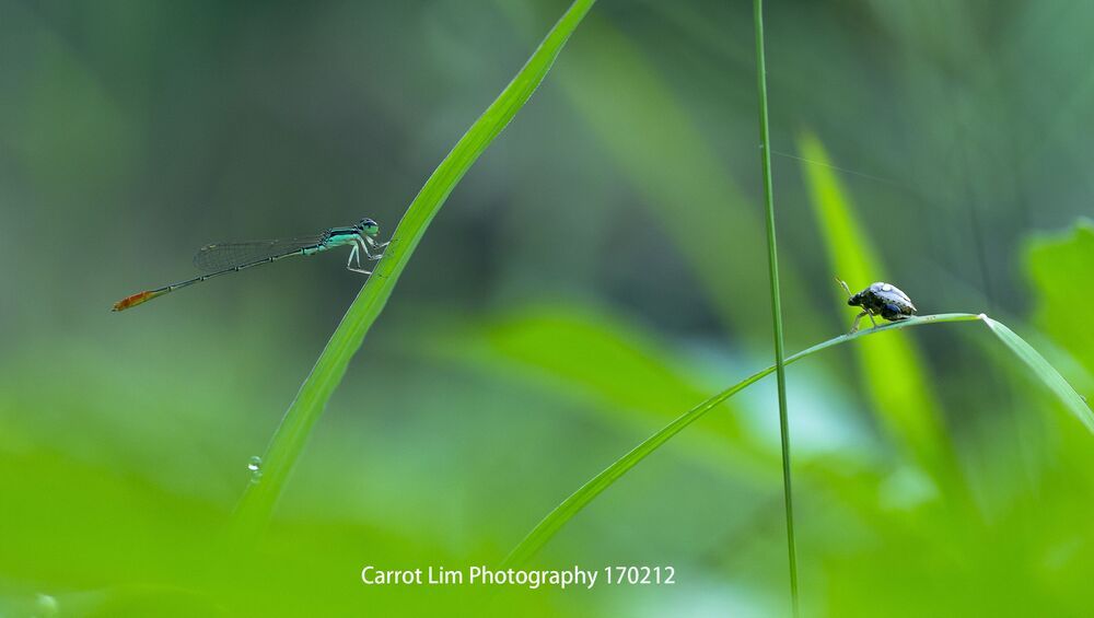 Carrot Lim Photography