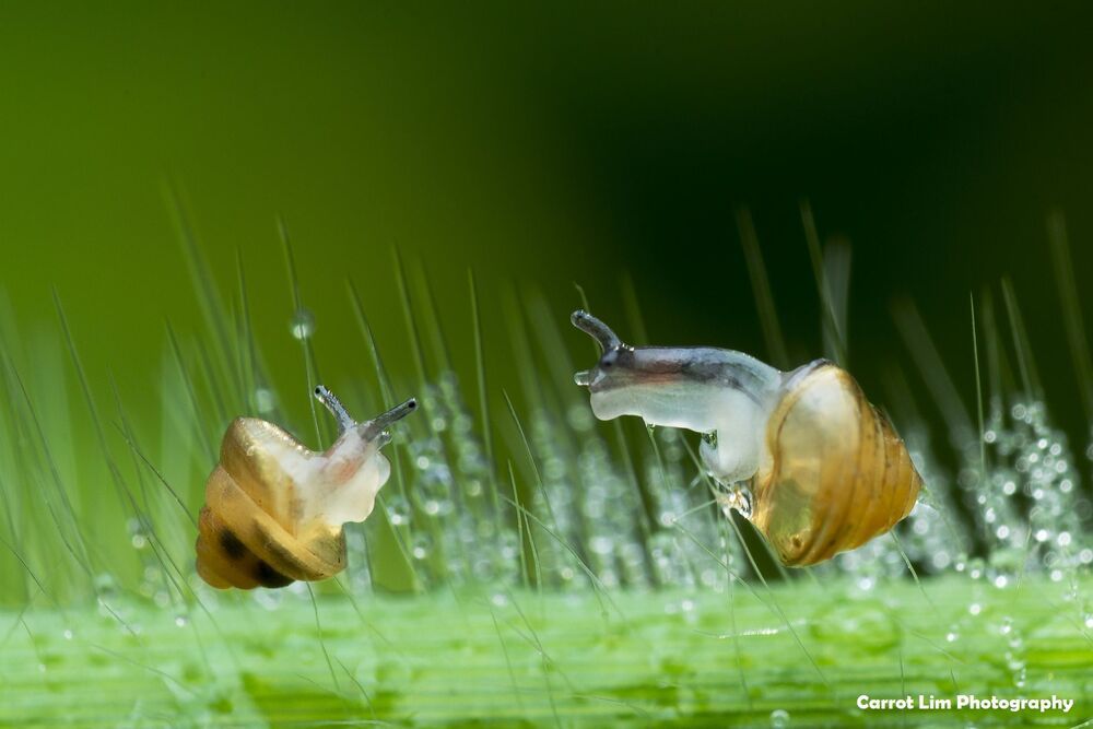 Carrot Lim Photography