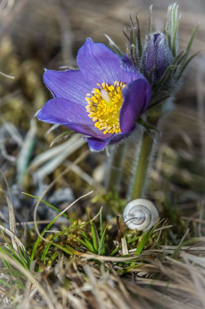 Spring flowers