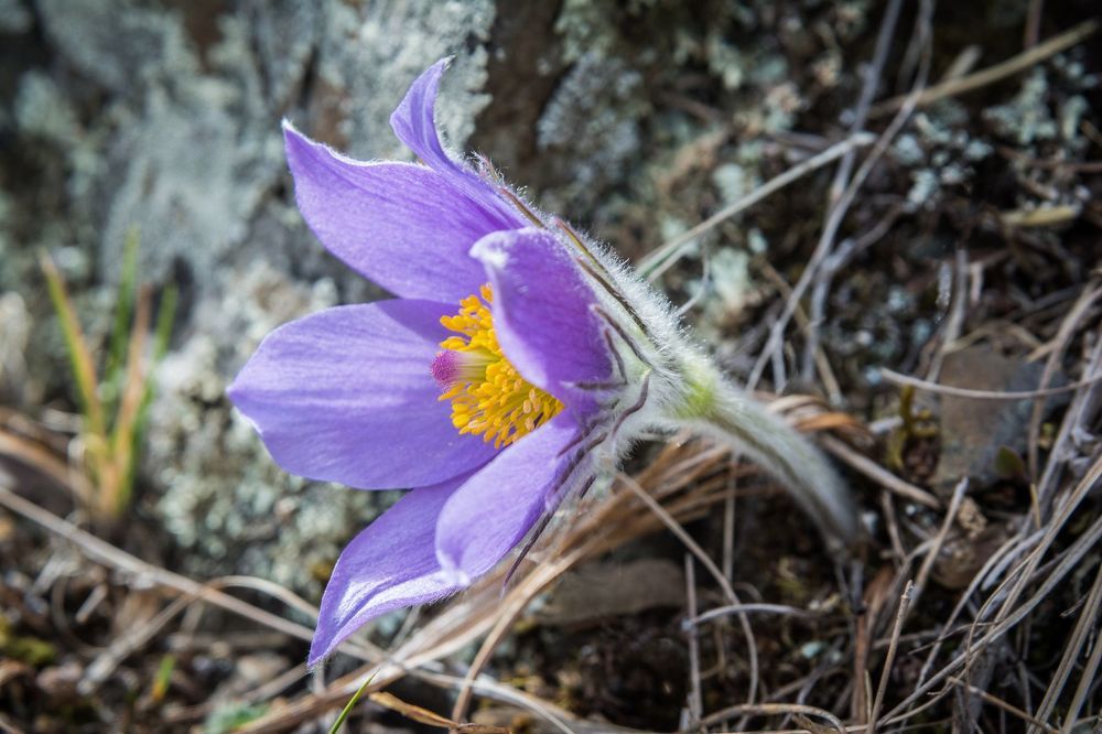 Spring flowers